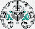 BasalGanglia