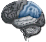 Brain Anatomy